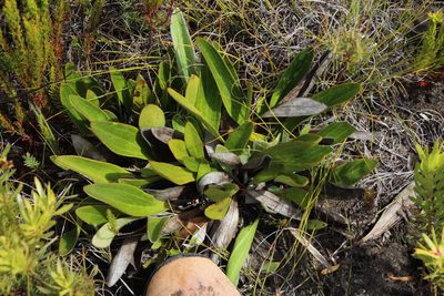 Mairia coriacea, photographed by Tony Rebelo