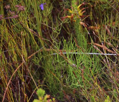 Nanobubon capillaceum, photographed by Tony Rebelo