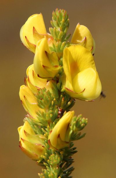 Aspalathus citrina, photographed by Tony Rebelo