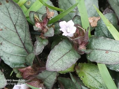 Strobilanthes reptans, photographed by Ong Jyh Seng