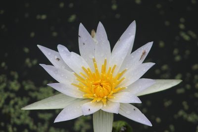 Nymphaea elegans, photographed by Hunter Hammil