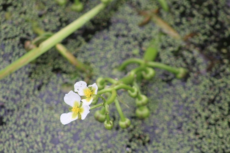 Sagittaria montevidensis, photographed by Hunter Hammil