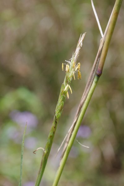 Polytoca cyathopoda, photographed by coenobita