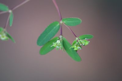 Euphorbia hyssopifolia, photographed by Blake Bringhurst