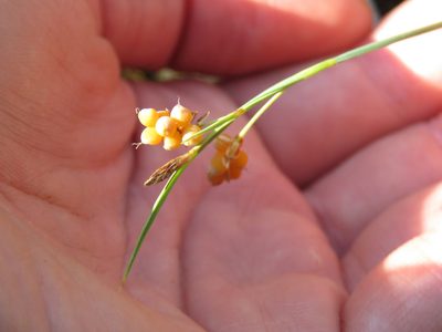 Carex aurea, photographed by Erin Springinotic