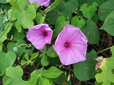 Ipomoea pedicellaris, photographed by Oscar Gonzalez Diaz