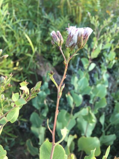 Acourtia platyphylla, photographed by Oscar C. González Martínez