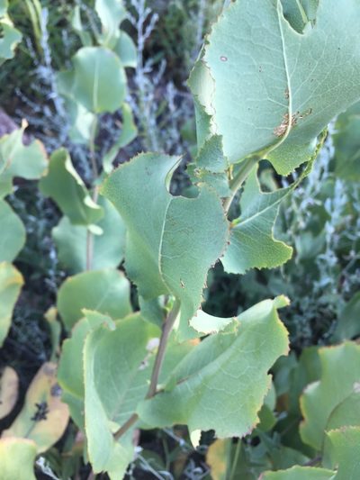 Acourtia platyphylla, photographed by Oscar C. González Martínez