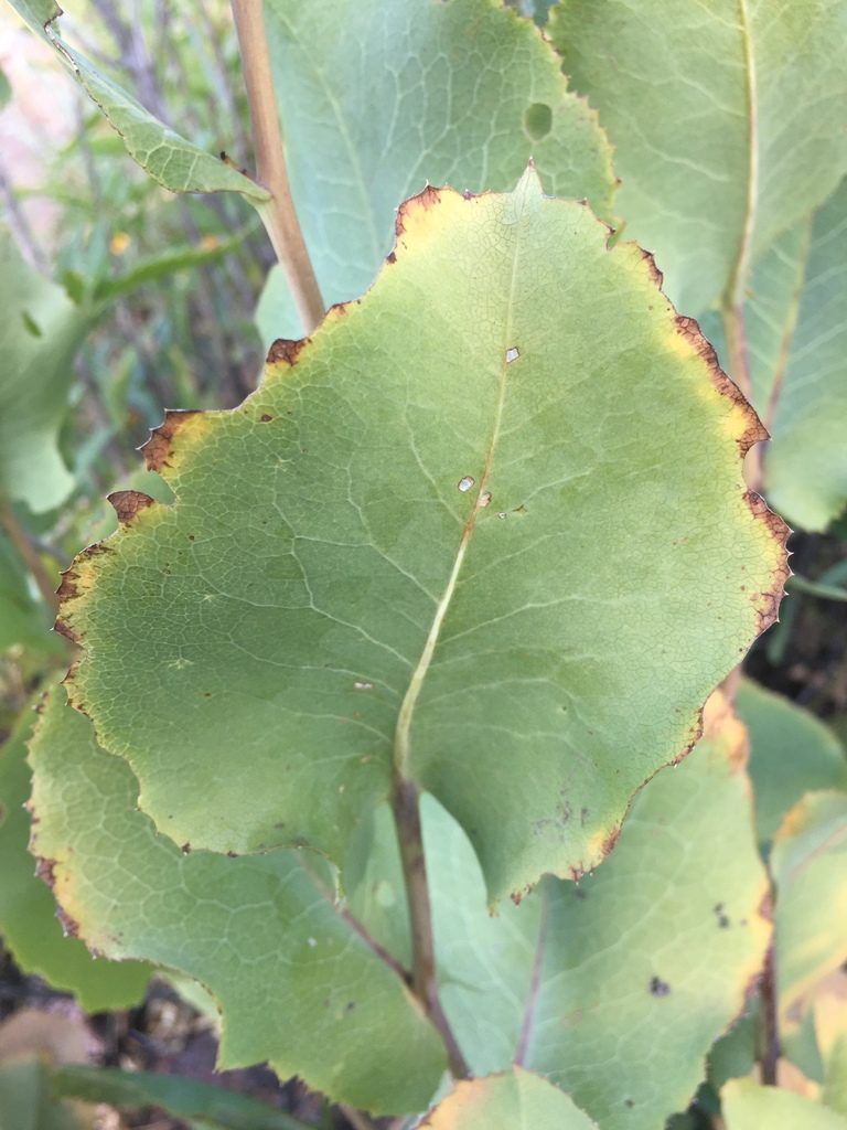 Acourtia platyphylla, photographed by Oscar C. González Martínez