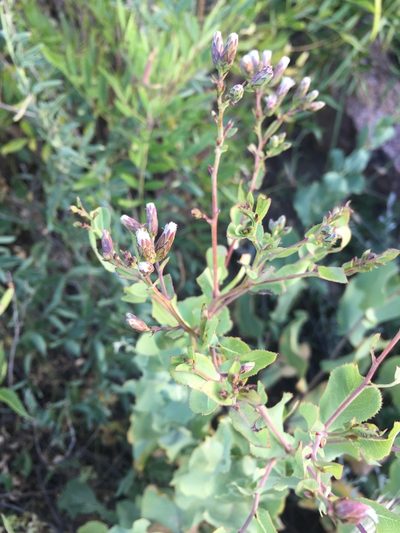 Acourtia platyphylla, photographed by Oscar C. González Martínez