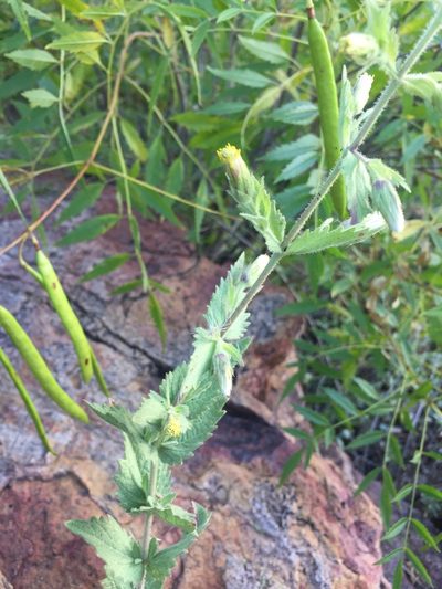 Brickellia wislizeni, photographed by Oscar C. González Martínez
