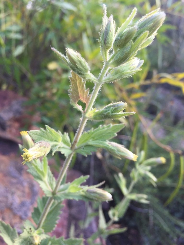Brickellia wislizeni, photographed by Oscar C. González Martínez
