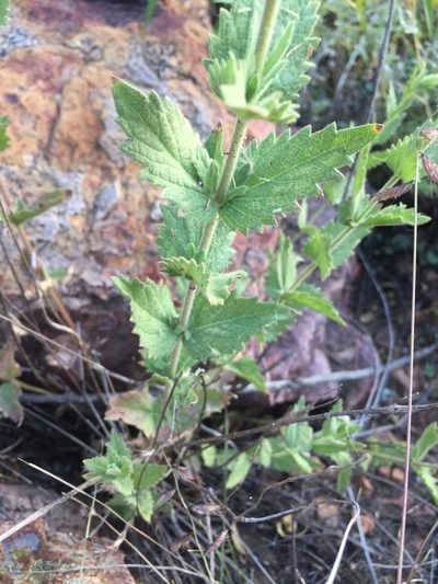 Brickellia wislizeni, photographed by Oscar C. González Martínez