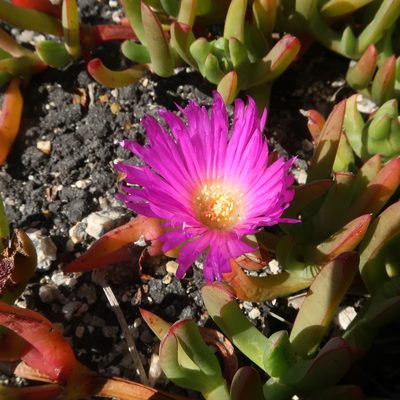 Carpobrotus rossii, photographed by Cowirrie