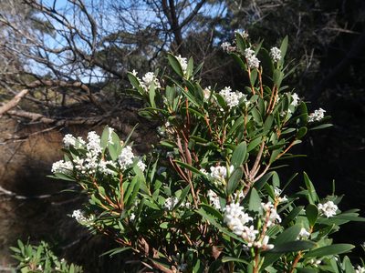 Leucopogon parviflorus, photographed by Cowirrie