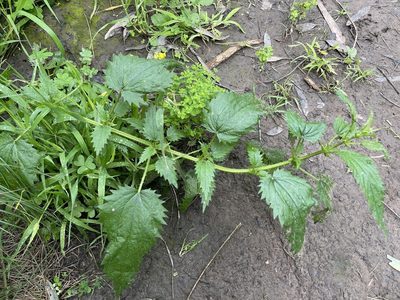 Urtica incisa, photographed by Dylan Wishart