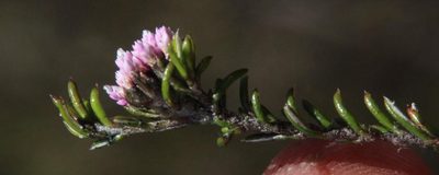 Metalasia serrata, photographed by Tony Rebelo