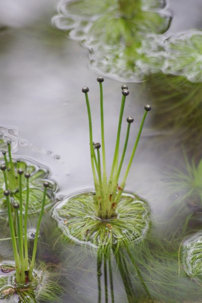 Eriocaulon setaceum, photographed by coenobita