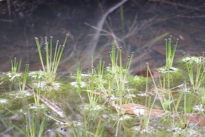 Eriocaulon setaceum, photographed by coenobita