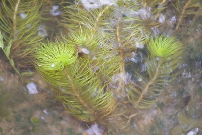 Eriocaulon setaceum, photographed by coenobita