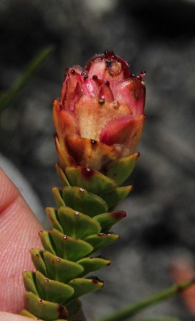 Penaea speciosa, photographed by Tony Rebelo
