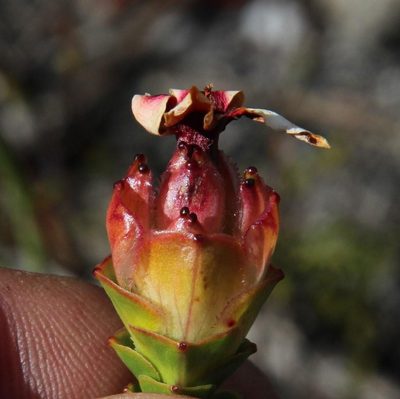 Penaea speciosa, photographed by Tony Rebelo
