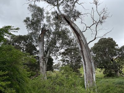 Eucalyptus camaldulensis, photographed by Dylan Wishart