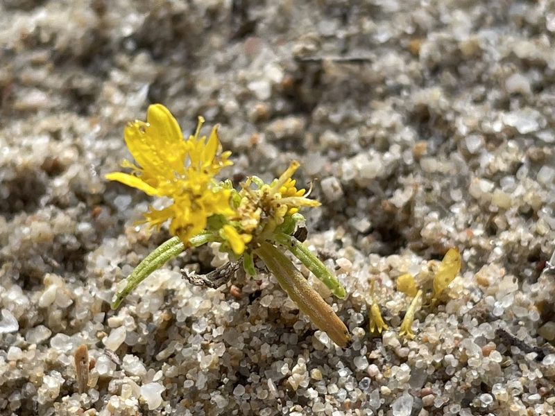 Pectis angustifolia, photographed by Bobby McCabe