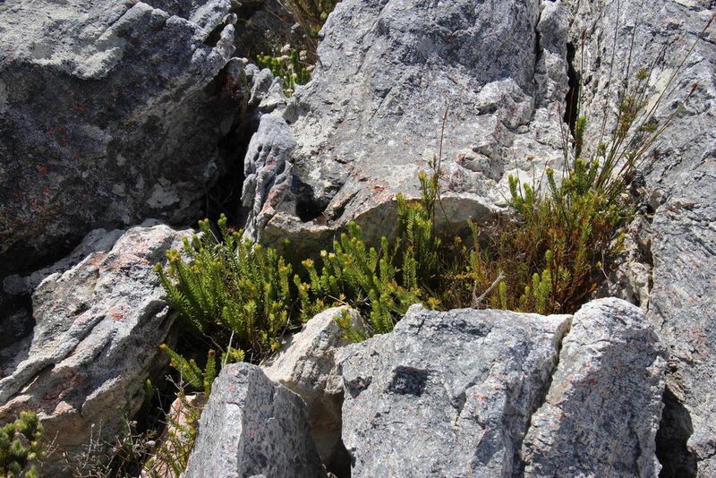 Agathosma rosmarinifolia, photographed by Tony Rebelo