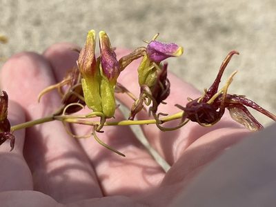 Cordylanthus wrightii, photographed by Bobby McCabe