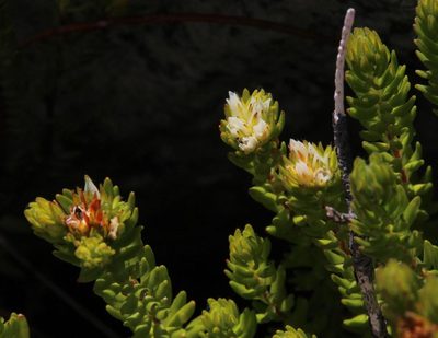 Agathosma rosmarinifolia, photographed by Tony Rebelo