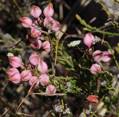Erica holosericea, photographed by Tony Rebelo