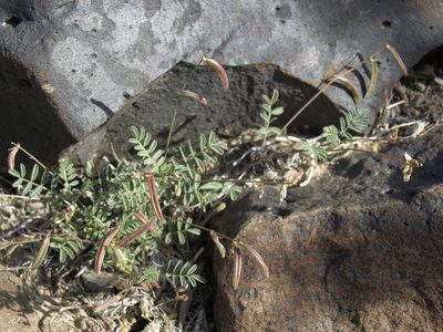 Astragalus acutirostris, photographed by Jim Morefield