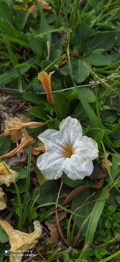Ruellia geminiflora, photographed by Sebastián Fornés