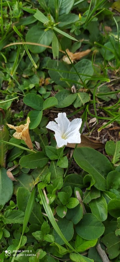 Ruellia geminiflora, photographed by Sebastián Fornés