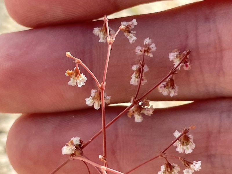 Eriogonum cernuum, photographed by Bobby McCabe