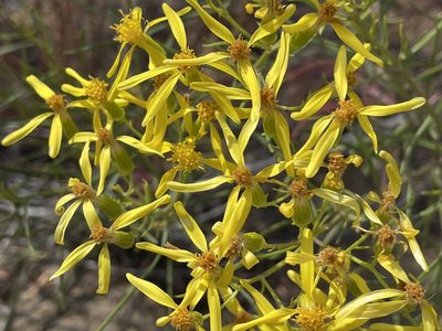 Senecio spartioides