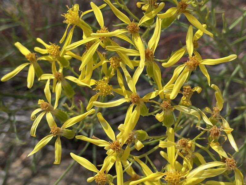 Senecio spartioides, photographed by Bobby McCabe