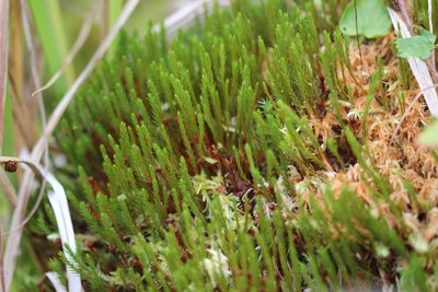 Polytrichum strictum, photographed by Quinten Wiegersma