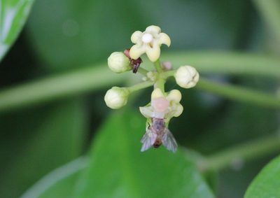Gymnema sylvestre, photographed by Agnes Trekker