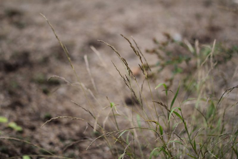 Muhlenbergia mexicana, photographed by Quinten Wiegersma