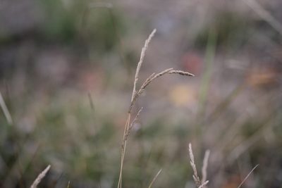 Muhlenbergia mexicana, photographed by Quinten Wiegersma
