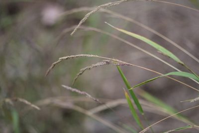 Muhlenbergia mexicana, photographed by Quinten Wiegersma