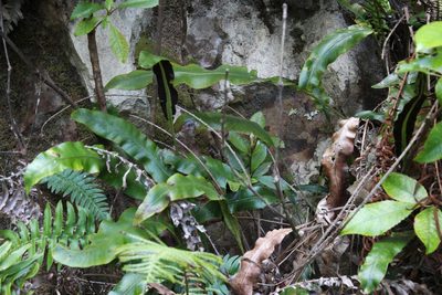 Elaphoglossum angustatum, photographed by Tony Rebelo