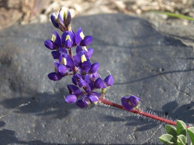 Lupinus flavoculatus, photographed by Jim Morefield