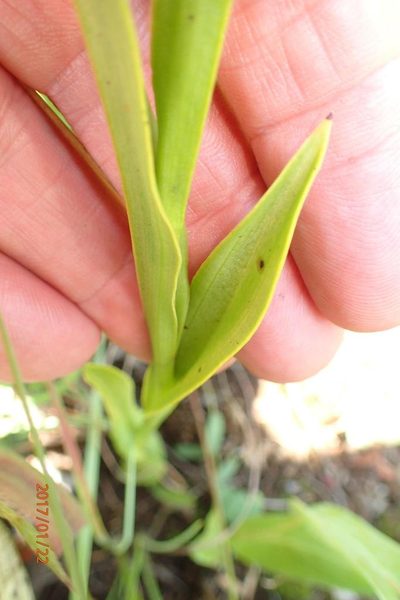 Habenaria pseudociliosa, photographed by Peter Warren