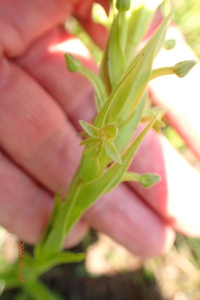 Habenaria pseudociliosa, photographed by Peter Warren