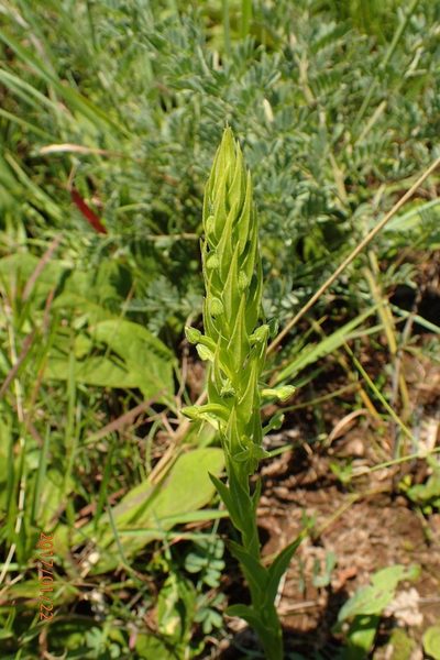 Habenaria pseudociliosa, photographed by Peter Warren