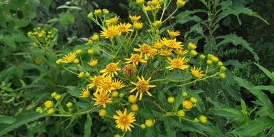 Verbesina persicifolia, photographed by Tereso Hernández Morales