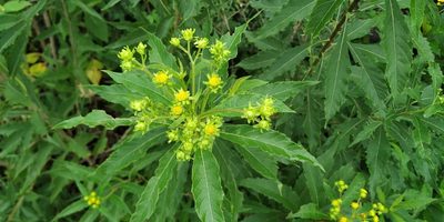 Verbesina persicifolia, photographed by Tereso Hernández Morales